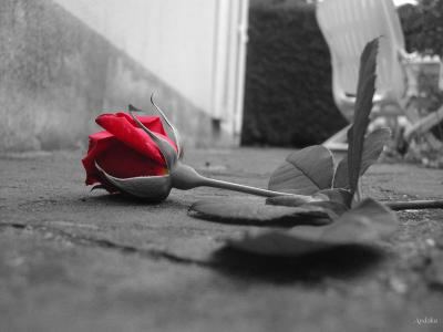 C'est quoi réellement l'Amour ?