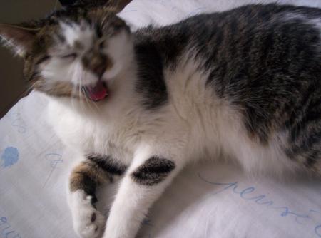 Mon LouLou